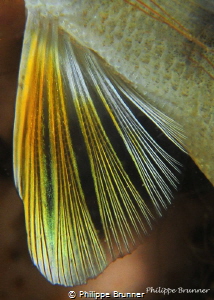 Fin of European perch by Philippe Brunner 